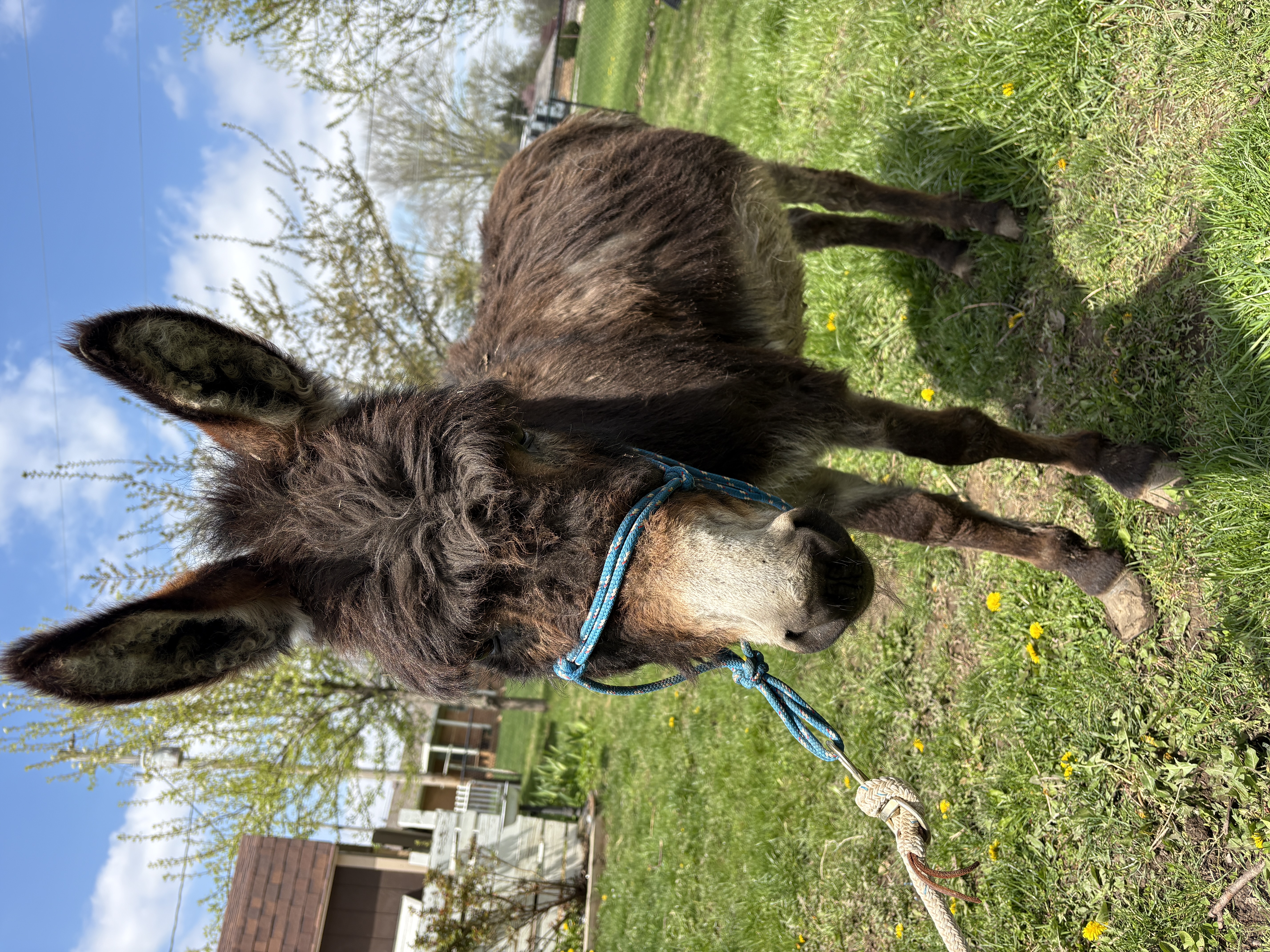 Henry the Donkey