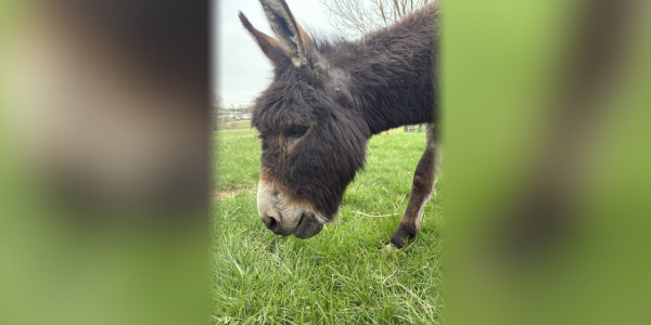 Henry the Donkey