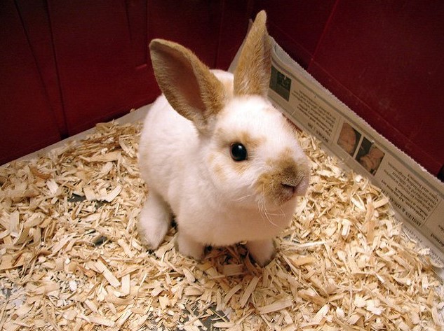 Mini Rex Rabbits
