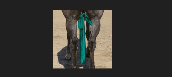 Tail Bag